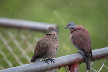 Geopelia striata on the iron fence while in the rain
