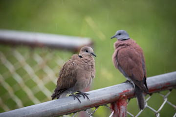 Geopelia striata on the iron fence while in the rain