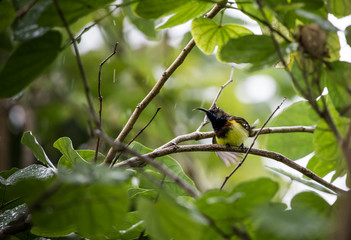 Yellow-bellied sunbird on the tree while it rains.