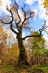 Obraz premium Old tall bare tree in a colorful autumn park