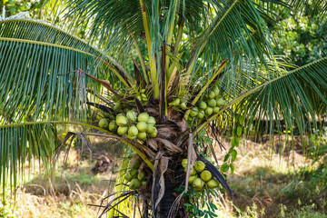 coconut fruit on the tree in garden.