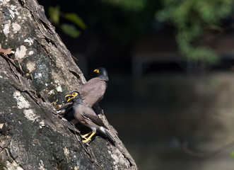 Acridotheres tristis on the tree.