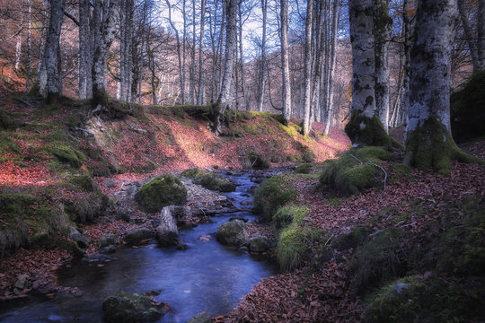 foret d ' iraty lll