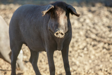 Fototapeta premium Iberian pig