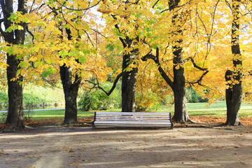 Naklejka na ściany i meble Large white bench under tall trees in autumn