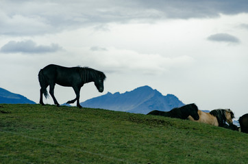 Black Icelandic Horse