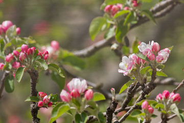 Blossoming white-pink flowers of an apple-tree closeup