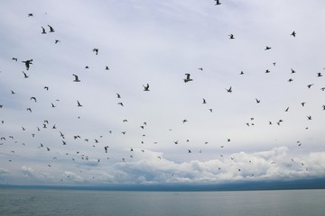 Flock of birds flying in the city festival on blue sky.