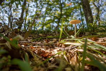 forest mushroom