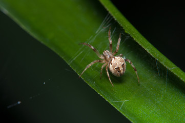 spider