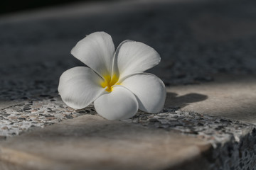 white plumeria flower