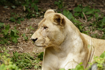 Image of a female lion on nature background. Wildlife Animals.