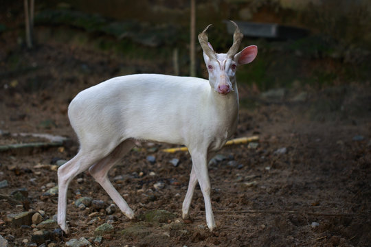 Fototapeta Image of an albino barking deer on nature background. Wild animals.