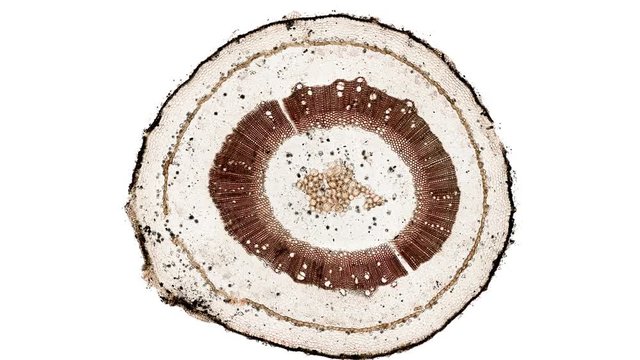 cross section cut of growing flower stem under the microscope