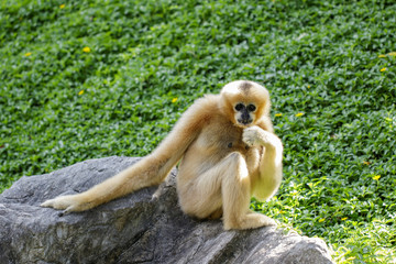 Fototapeta premium Image of female northern white-cheeked gibbon on nature background. Wild Animals.