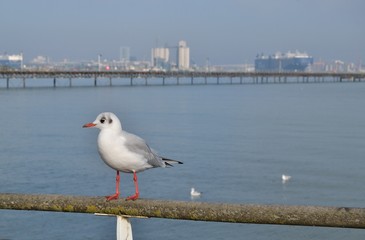 Mouettes