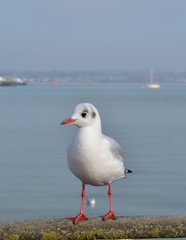 Mouettes