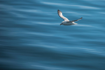 Goeland in flight over water