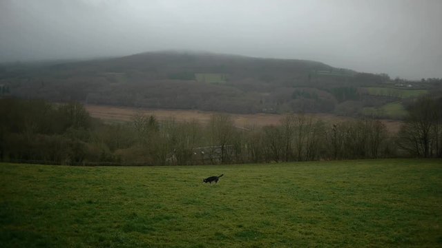 French countryside in morning mist with dog in meadows.