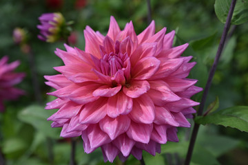 Dahlia rose en été au jardin