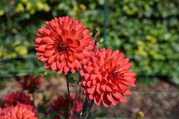 Dahlia rouge en été au jardin