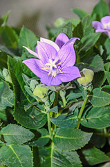 Platycodon grandiflorus astra blue, balloon flower with buds and green leafs
