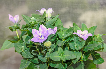 Platycodon grandiflorus astra blue, balloon flower with buds and green leafs