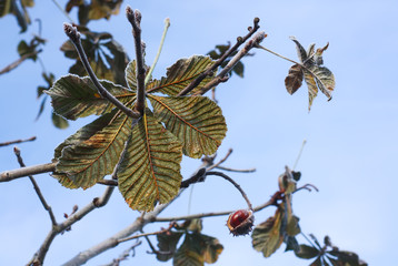 Horse-chestnuts or Aesculus hippocastanum on a tree.