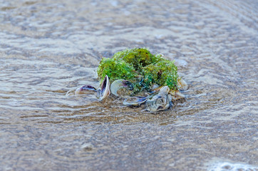 Colored sea shells standing in the golden beach sand near water, green vegetation, close up