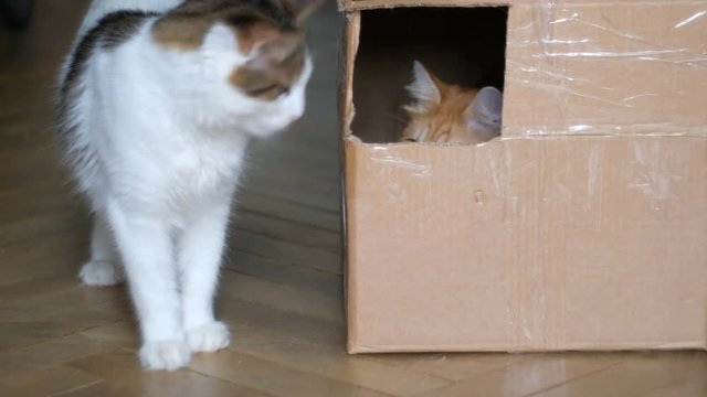 ginger cat in a box playing with a white cat