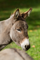 Kopf von einem Esel