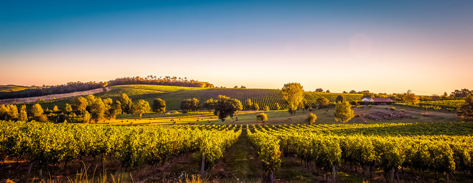 Sunset landscape bordeaux wineyard france