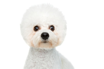 beautiful bichon frisee dog