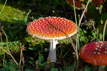 Fliegenpilz (Amanita muscaria)