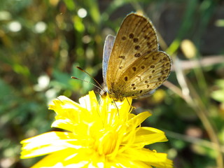 ヤマトシジミ blue