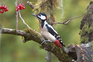 Männlicher Buntspecht