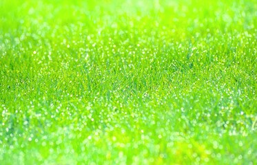 Frisch-grünes Gras, Wiese im Frühling mit Tautropfen, Bokeh, Hintergrund, Niedersachsen, Deutschland, Europa