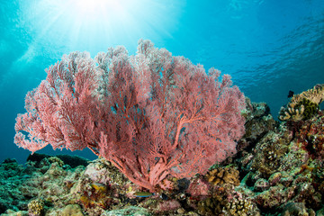 Fototapeta na wymiar sea fan on the slope of a coral reef with visible sun and rays