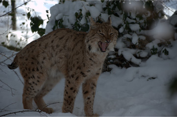Europäischer Luchs