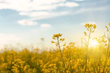 Fototapeten Bright yellow canola field under blue sky summer day © Mikhailov Studio