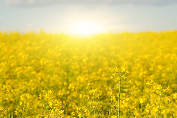 Bright yellow canola field under blue sky summer day