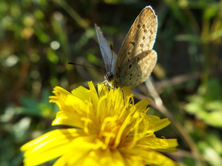 ヤマトシジミ blue