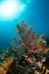 sea fan on the slope of a coral reef with visible sun and rays