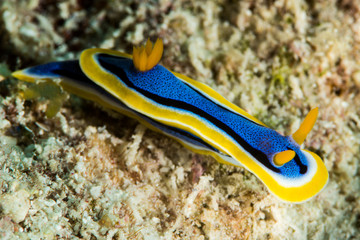 colorful sea slug chromodoris