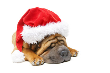 shar pei puppy in christmas hat
