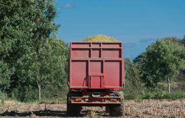 Maisernte, Maishäcksler in Aktion, Erntewagen mit Traktor