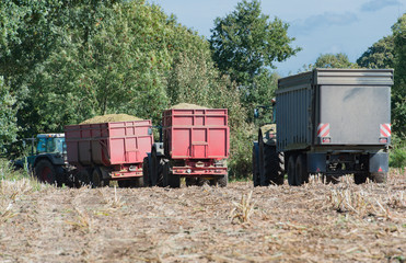 Maisernte, Maishäcksler in Aktion, Erntewagen mit Traktor