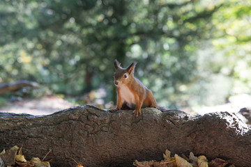 a view of a curious red squirrel