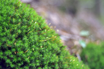 moss in the forest