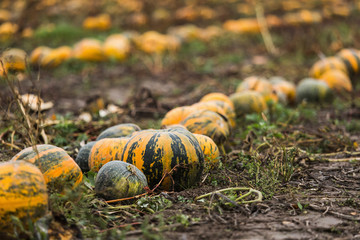 Pumpkin field on organic farm
